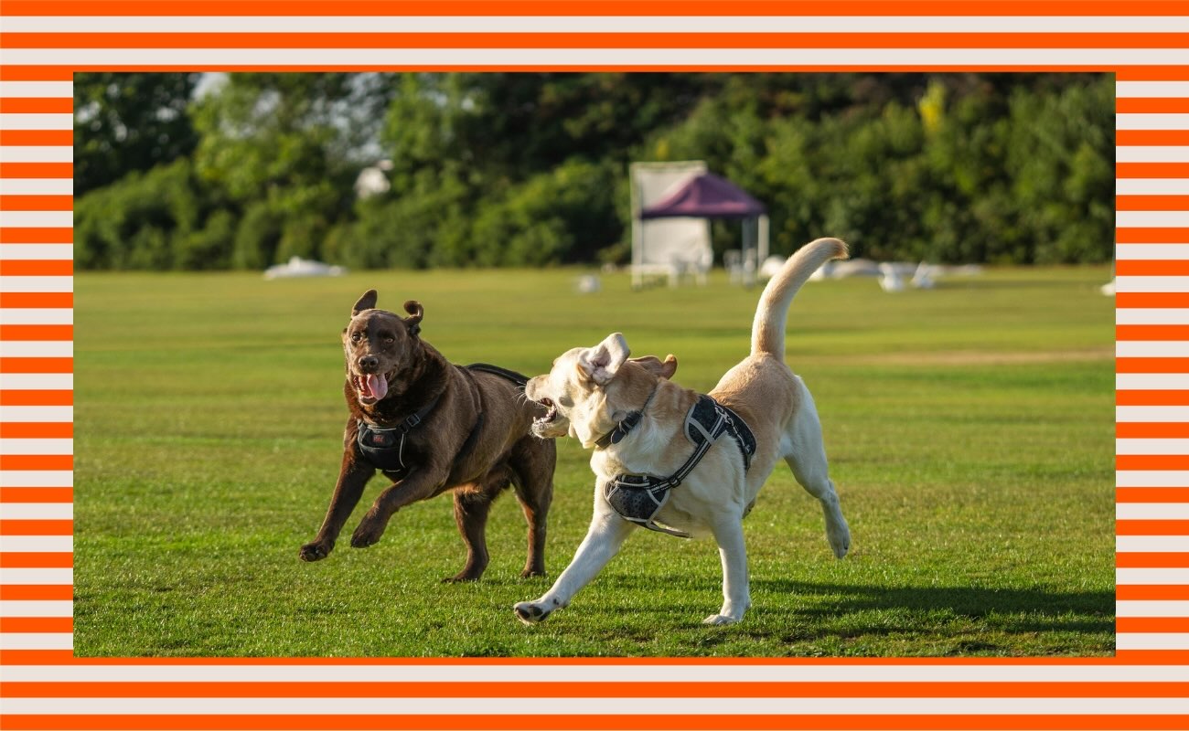 Does your dog need more new friends? How to tell