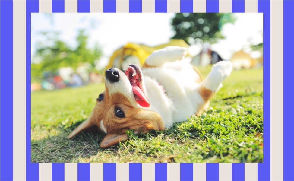 Your Dog’s Summer Enrichment Checklist