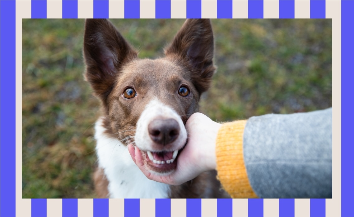 Does your dog trust you? Look for these signs