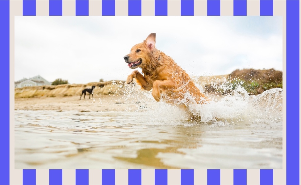 Quiz: How should your dog spend the summer?