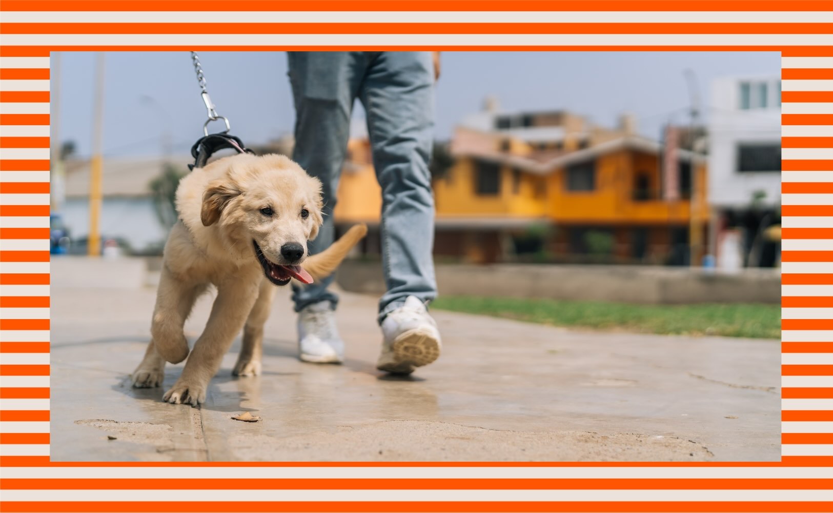 Should you care if your dog pulls on the leash?