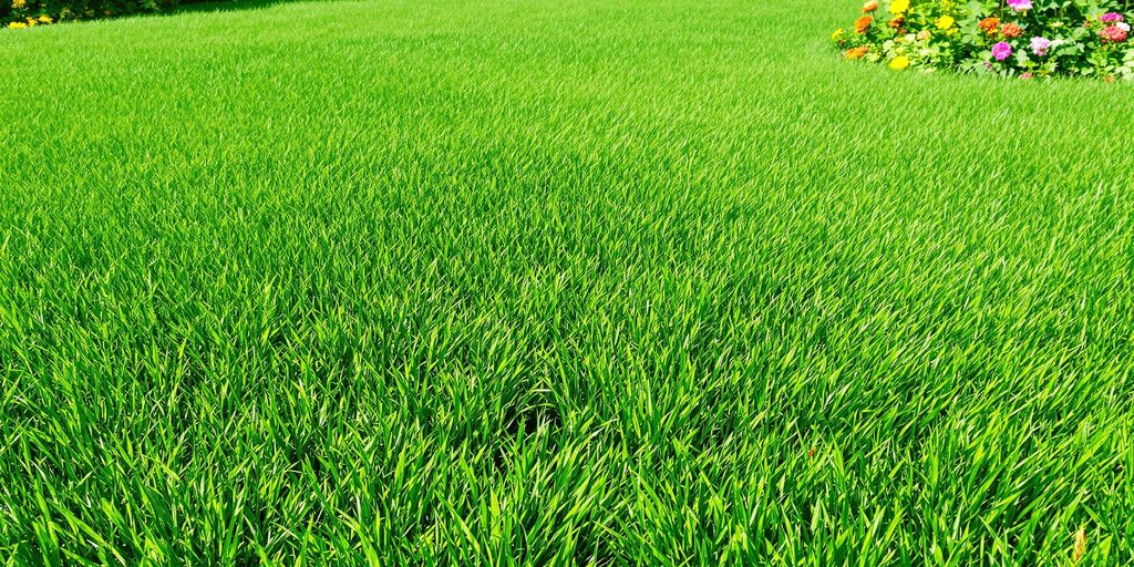 Healthy green lawn with vibrant grass and flowers.