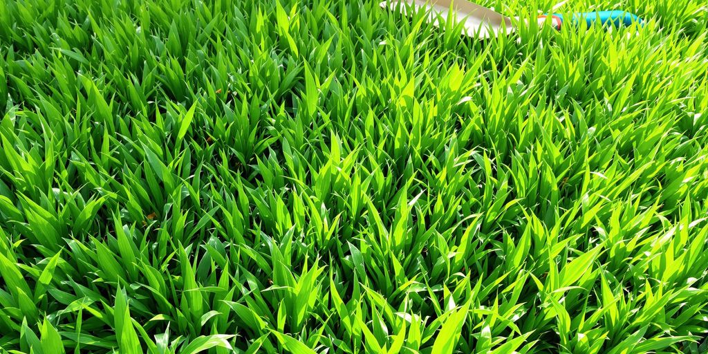 Lush green lawn with healthy grass under warm sunlight.