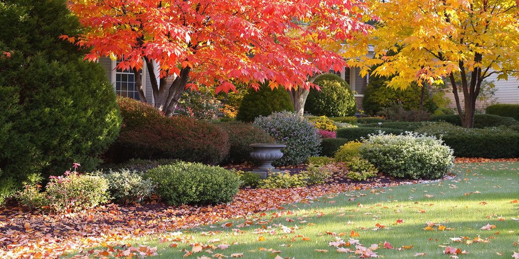 Colorful fall leaves and trimmed bushes in a yard.