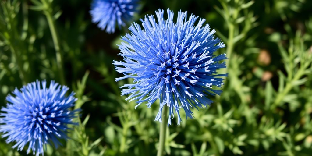 Vibrant blue spherical flower amidst green foliage in garden setting.