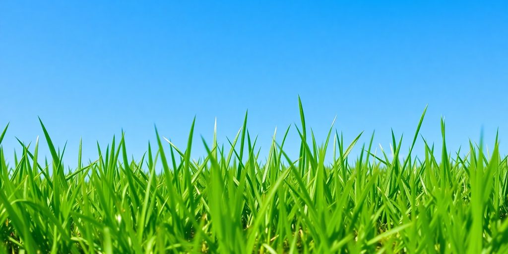 Lush green fescue grass in a sunny garden.