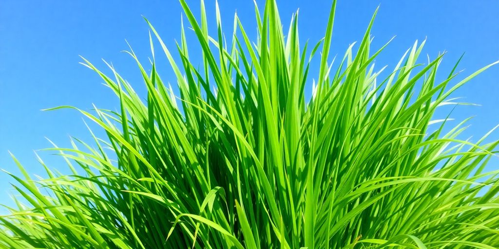 Lush buffalo grass under a clear blue sky.
