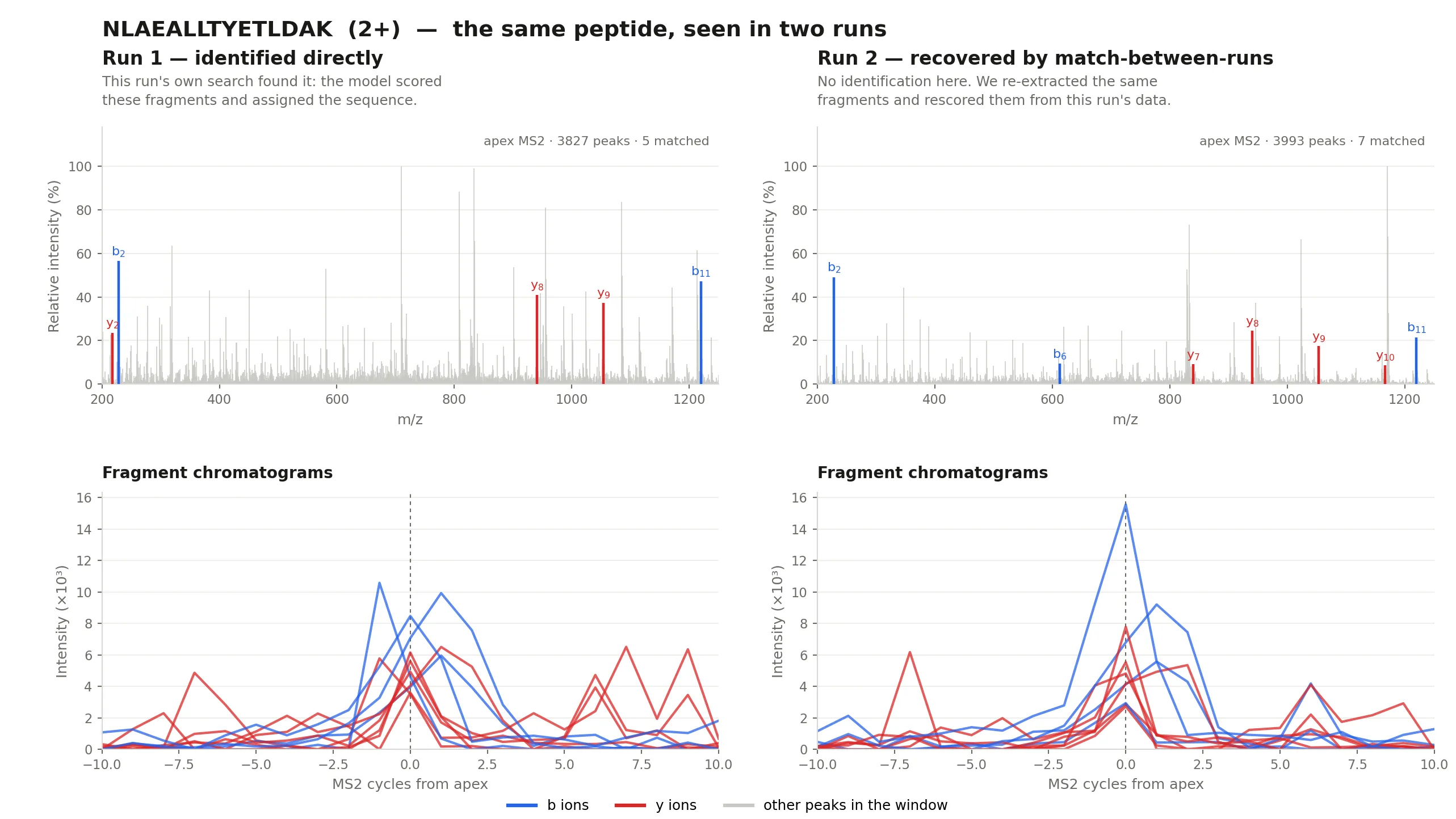Apex MS2 spectra and extracted fragment chromatograms for the peptide NLAEALLTYETLDAK in two ZenoTOF DIA runs: one where the search identified it directly and one where it was recovered by match-between-runs. Both show the peptide's fragment ions co-eluting.