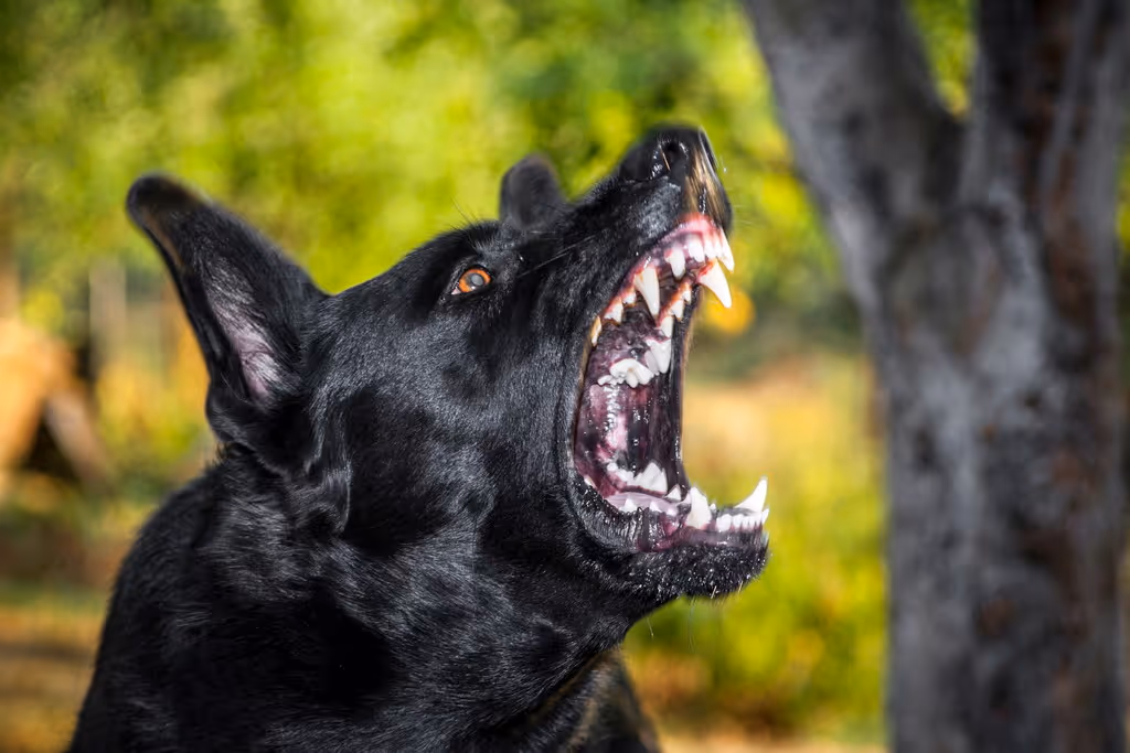 Dog Bite Incidents in Hollywood: What to Do Next