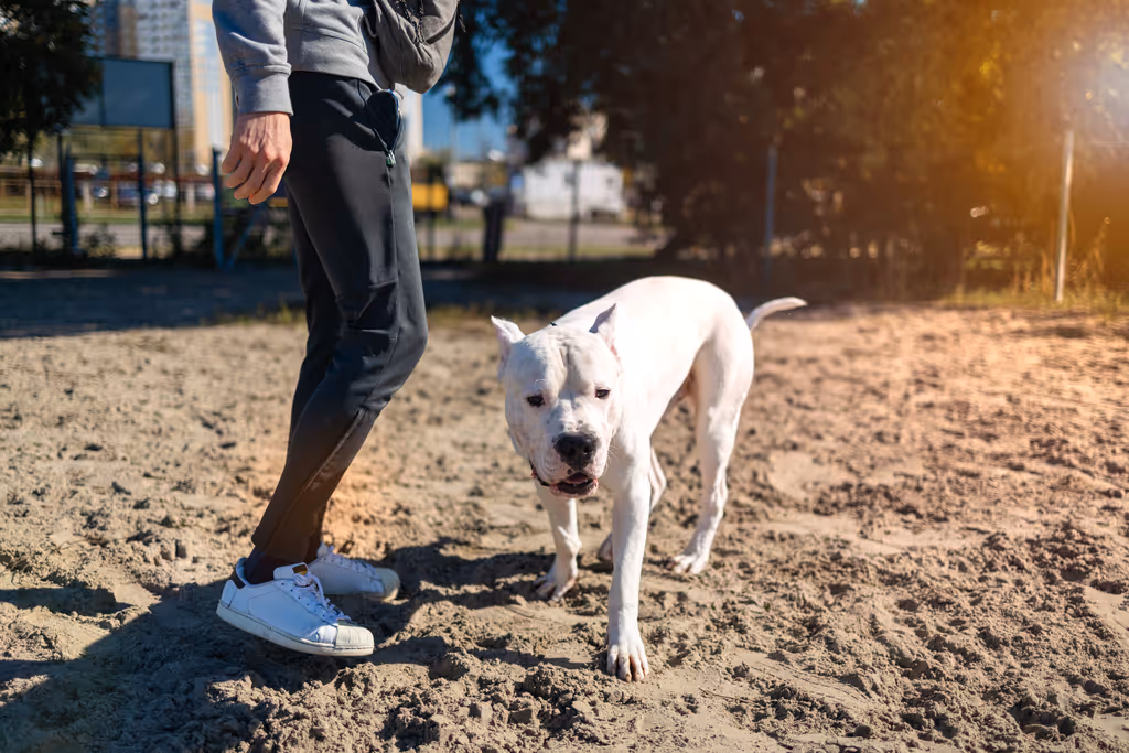 Dog Bite Laws in Hollywood: Who's Liable and What Are Your Rights?