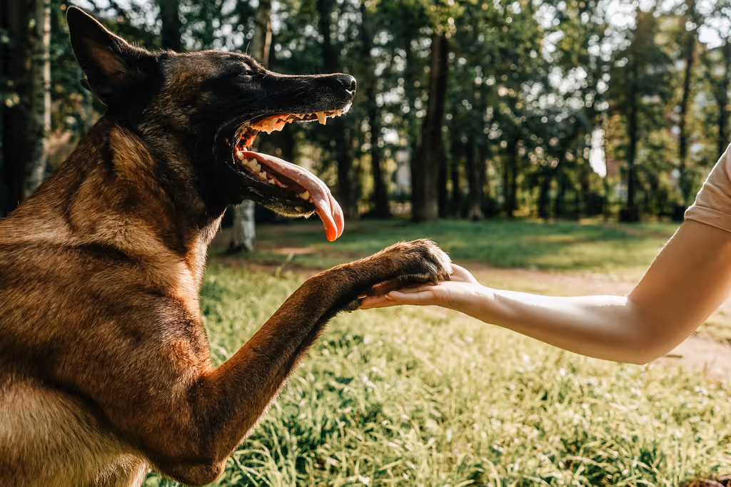 How to Handle a Dog Bite Claim When the Owner is Uncooperative