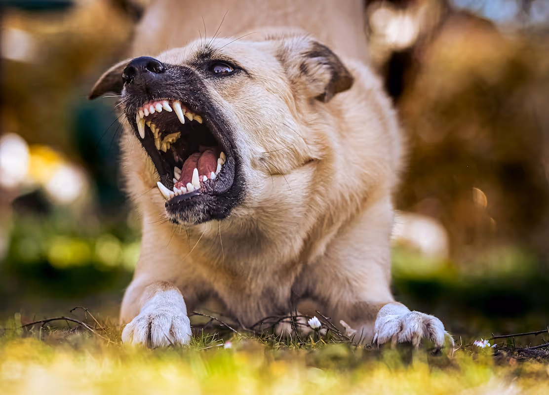 Dog Bite Lawyers in Sacramento 