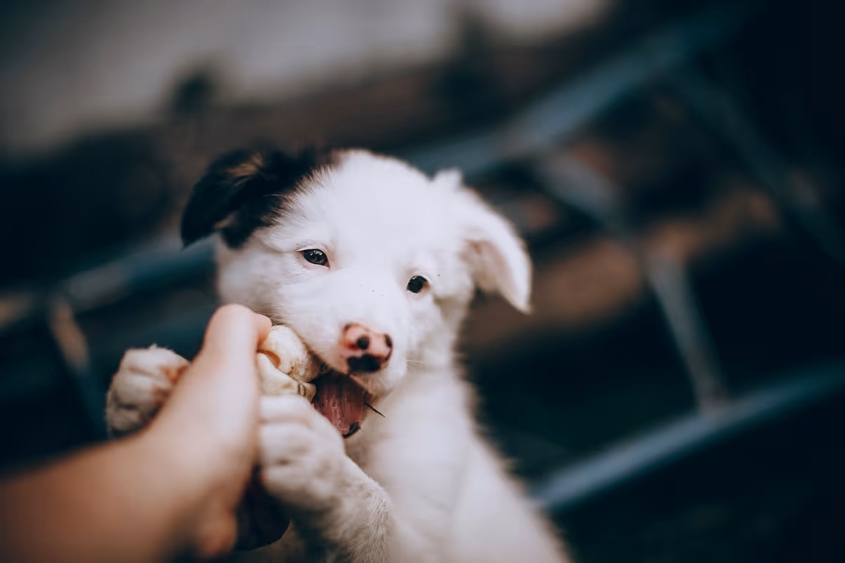 Dog Bite Lawyers in Carlsbad 