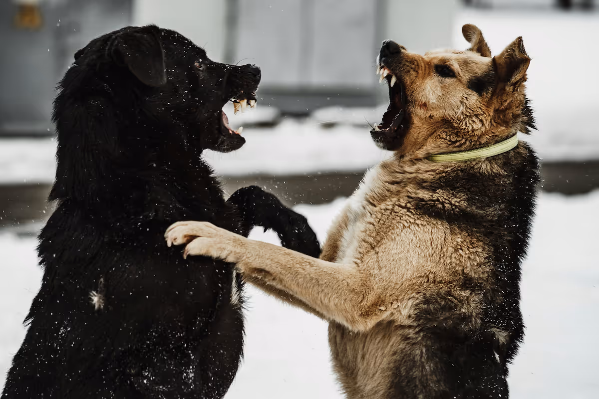 Dog Bite Lawyers in Riverside 