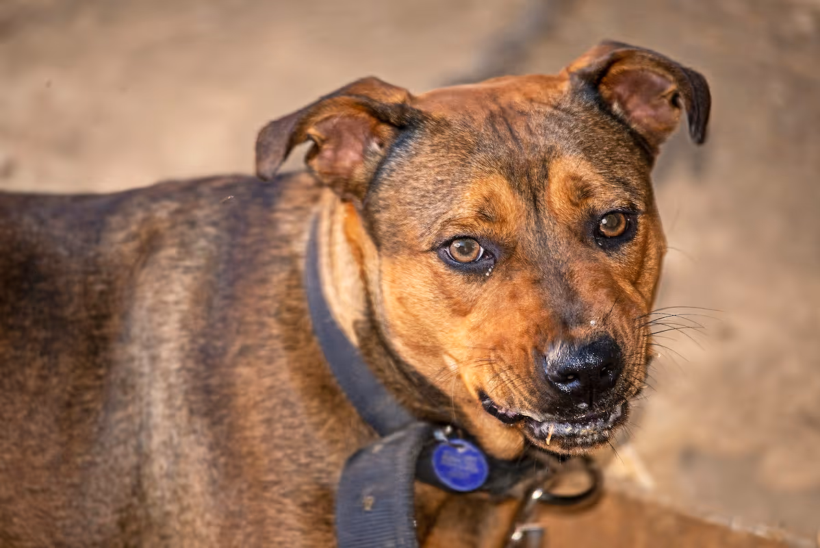 Dog Bite Lawyers in San Bernardino 