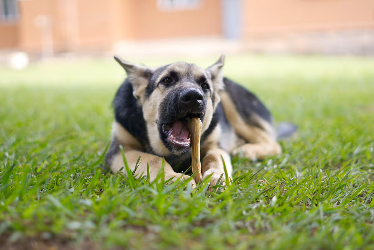 Dog Bite Lawyers in West Covina 