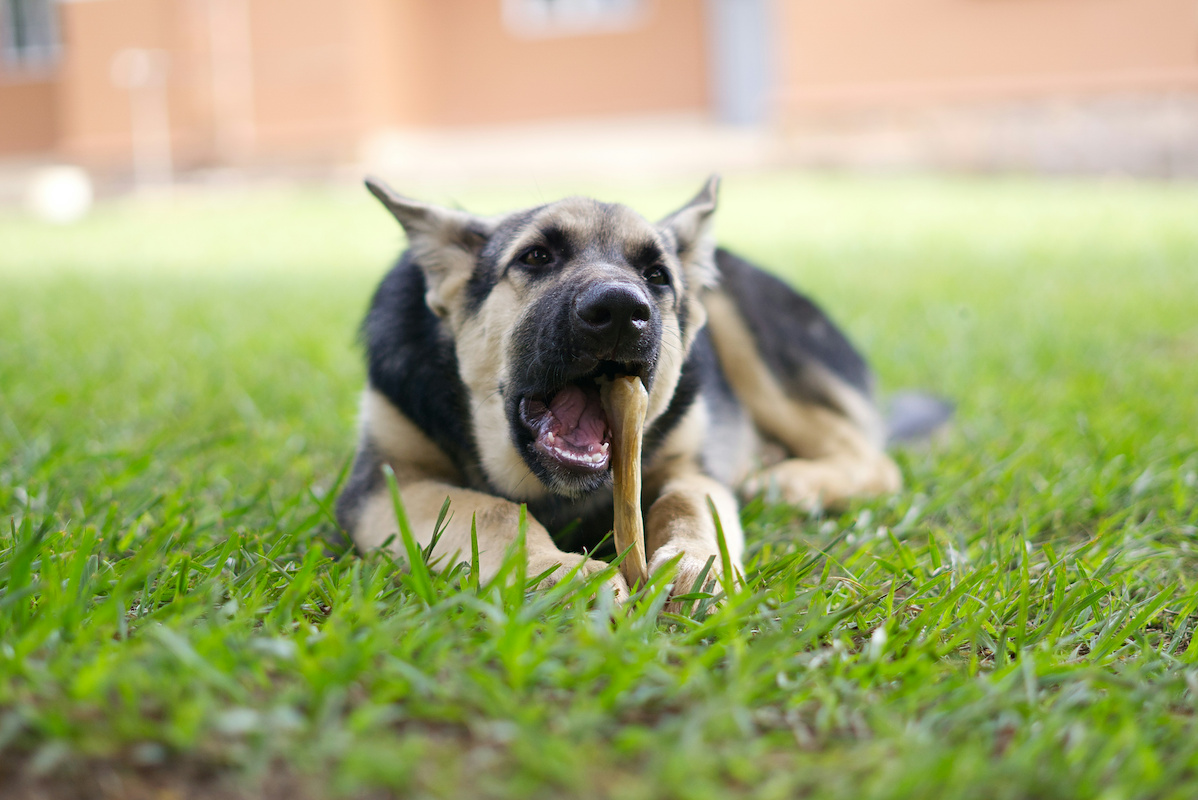 Dog Bite Lawyers in West Covina 
