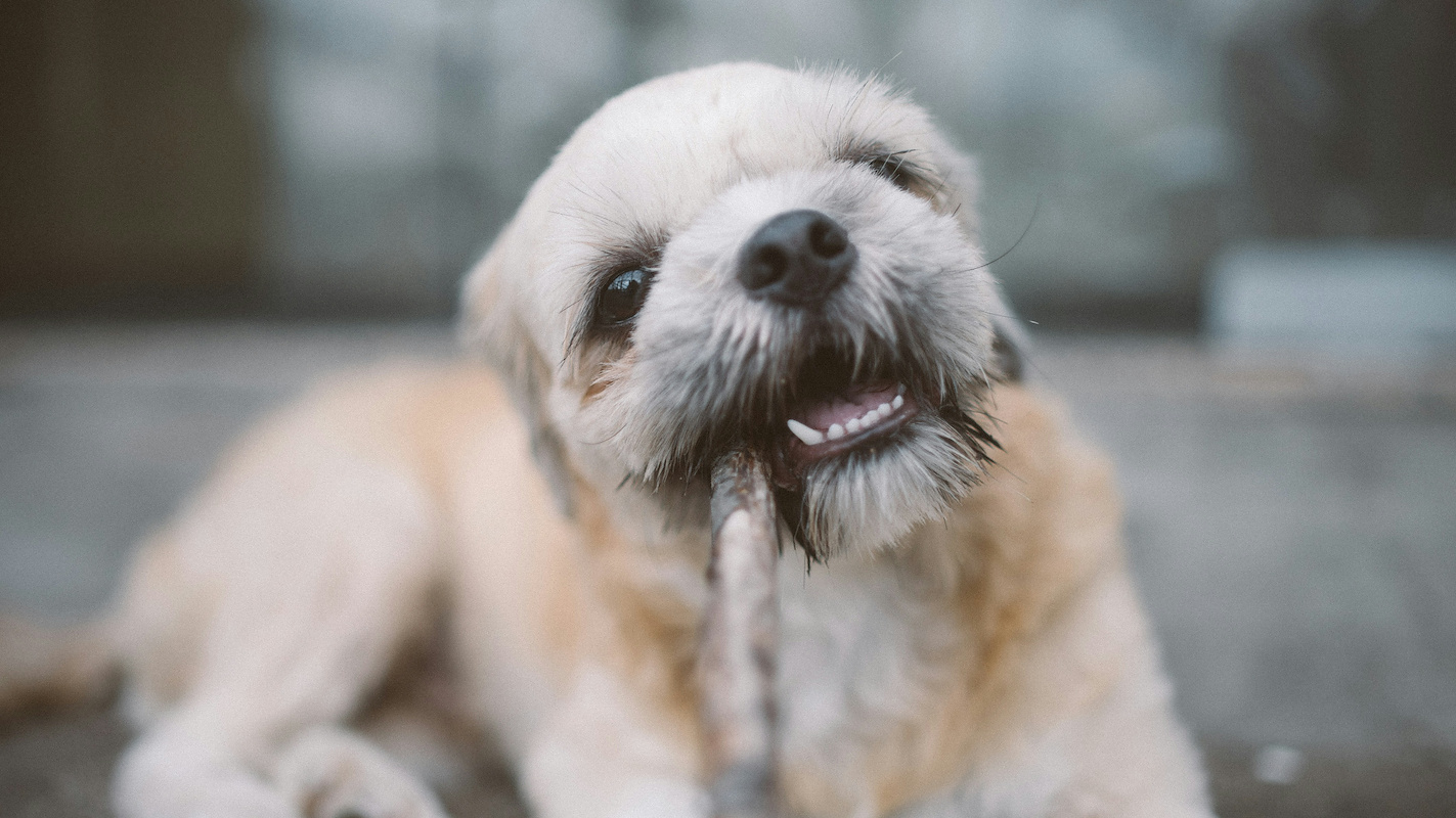 Dog Bite Lawyers in Fresno 