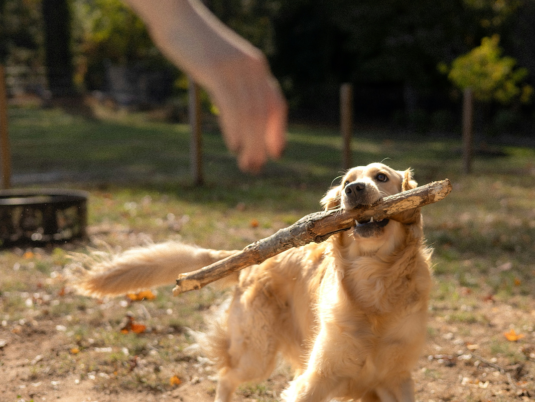 Dog Bite Lawyers in Carson 