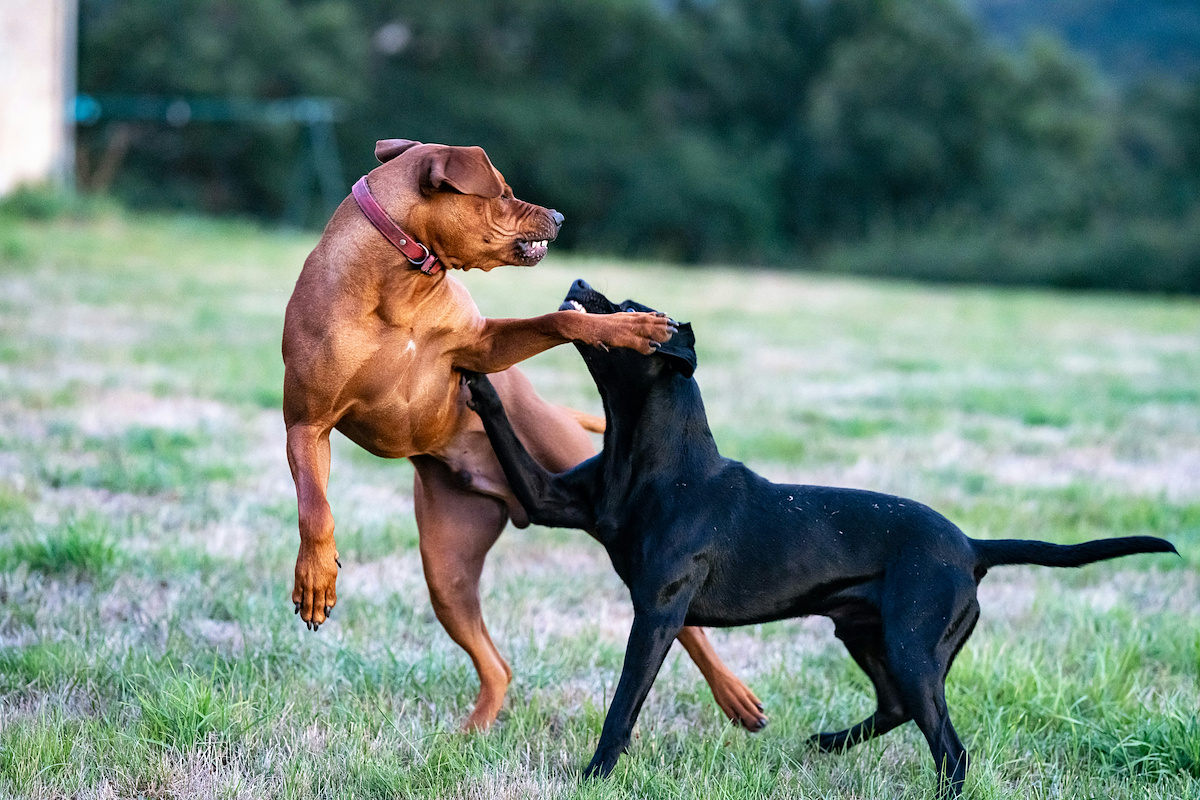 Dog Bite Lawyers in Chula Vista 