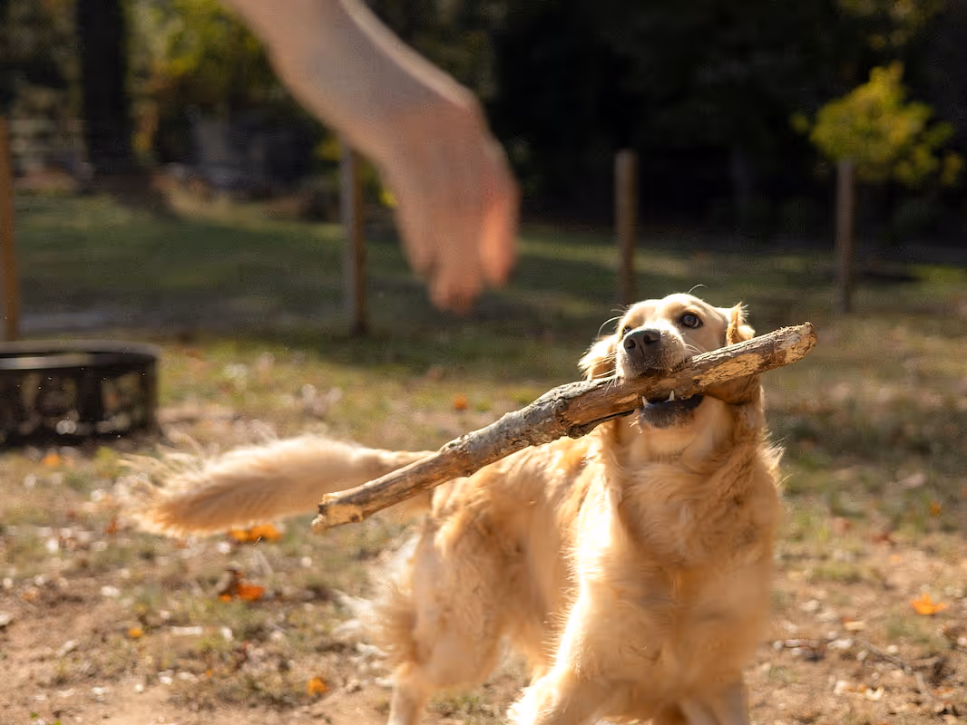 Dog Bite Lawyers in Carson 