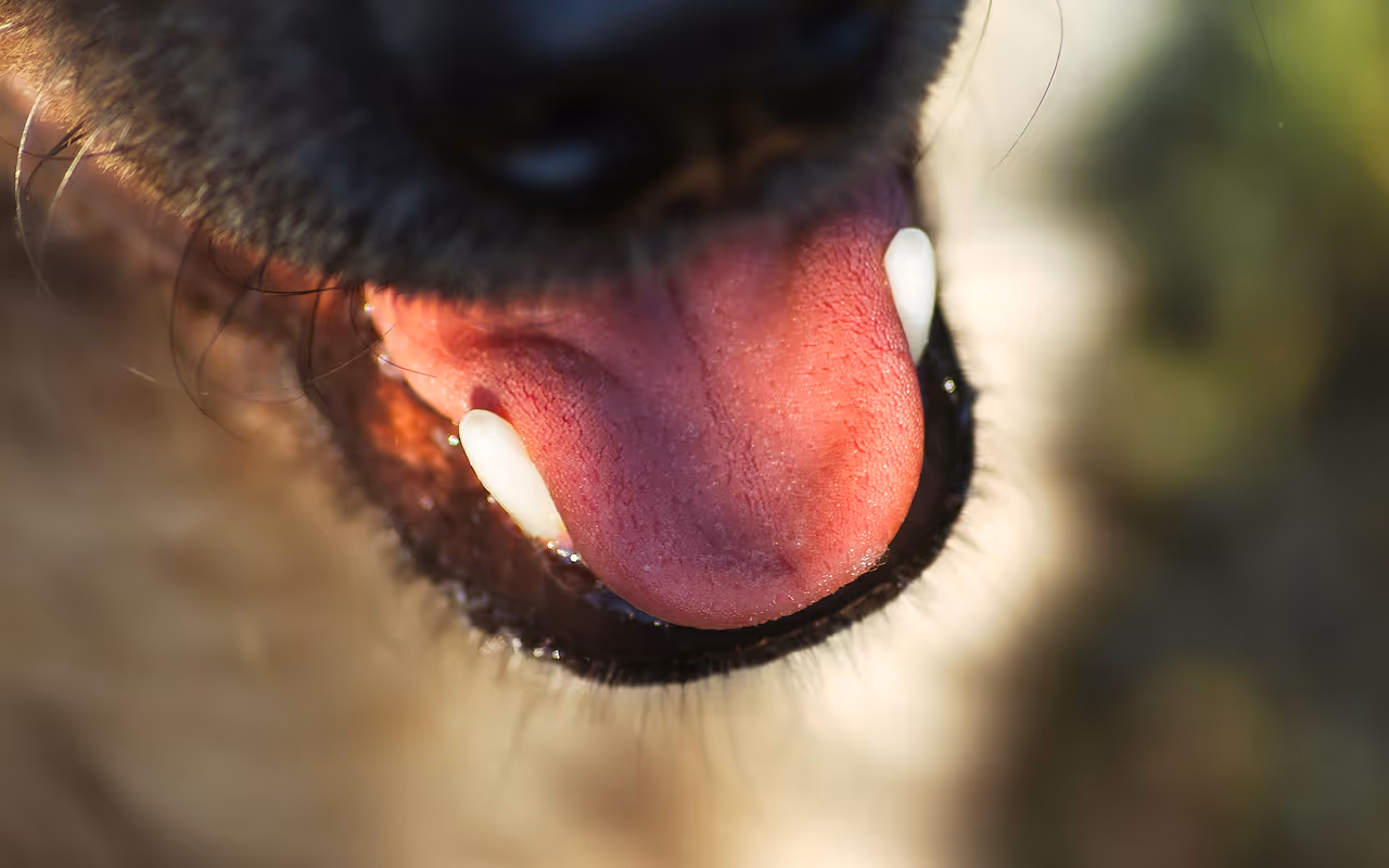 Dog Bite Lawyers in Anaheim 