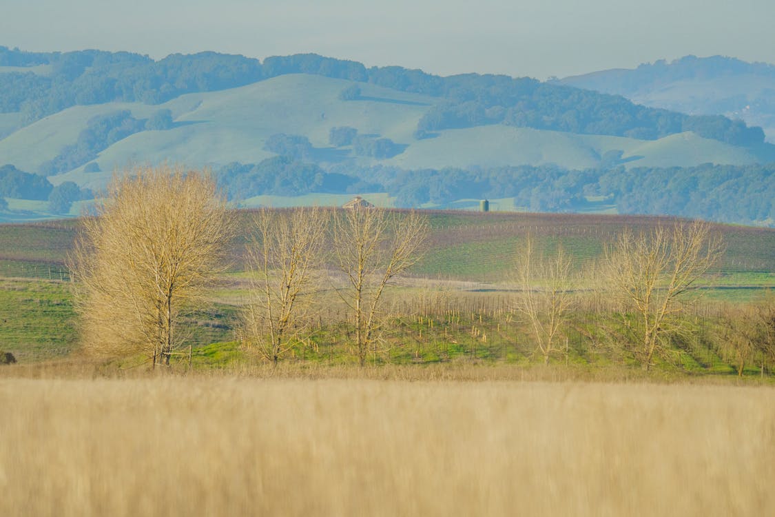 Car Accident Lawyer in Santa Rosa 