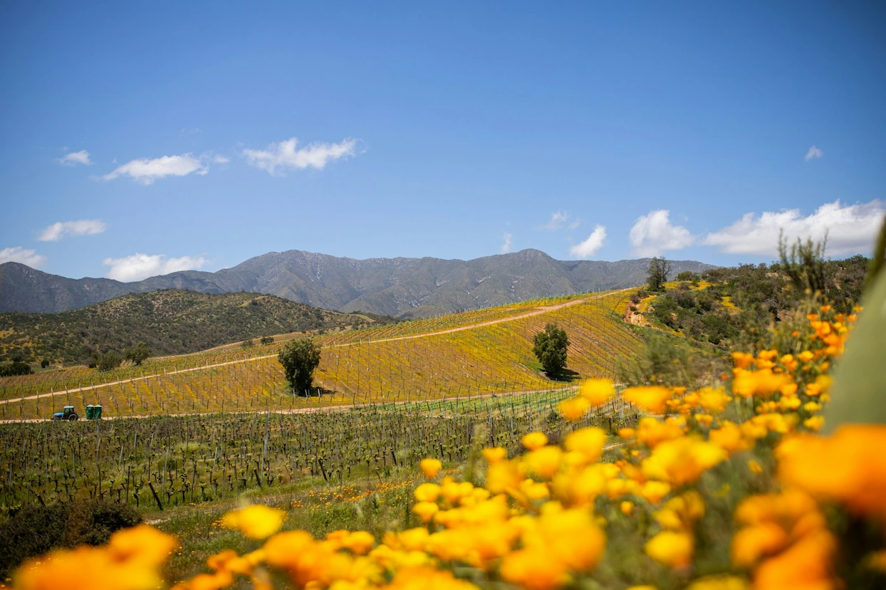 Scenic Casablanca Valley Vineyards - Top Rated Winery Tour in Chile Itinerary