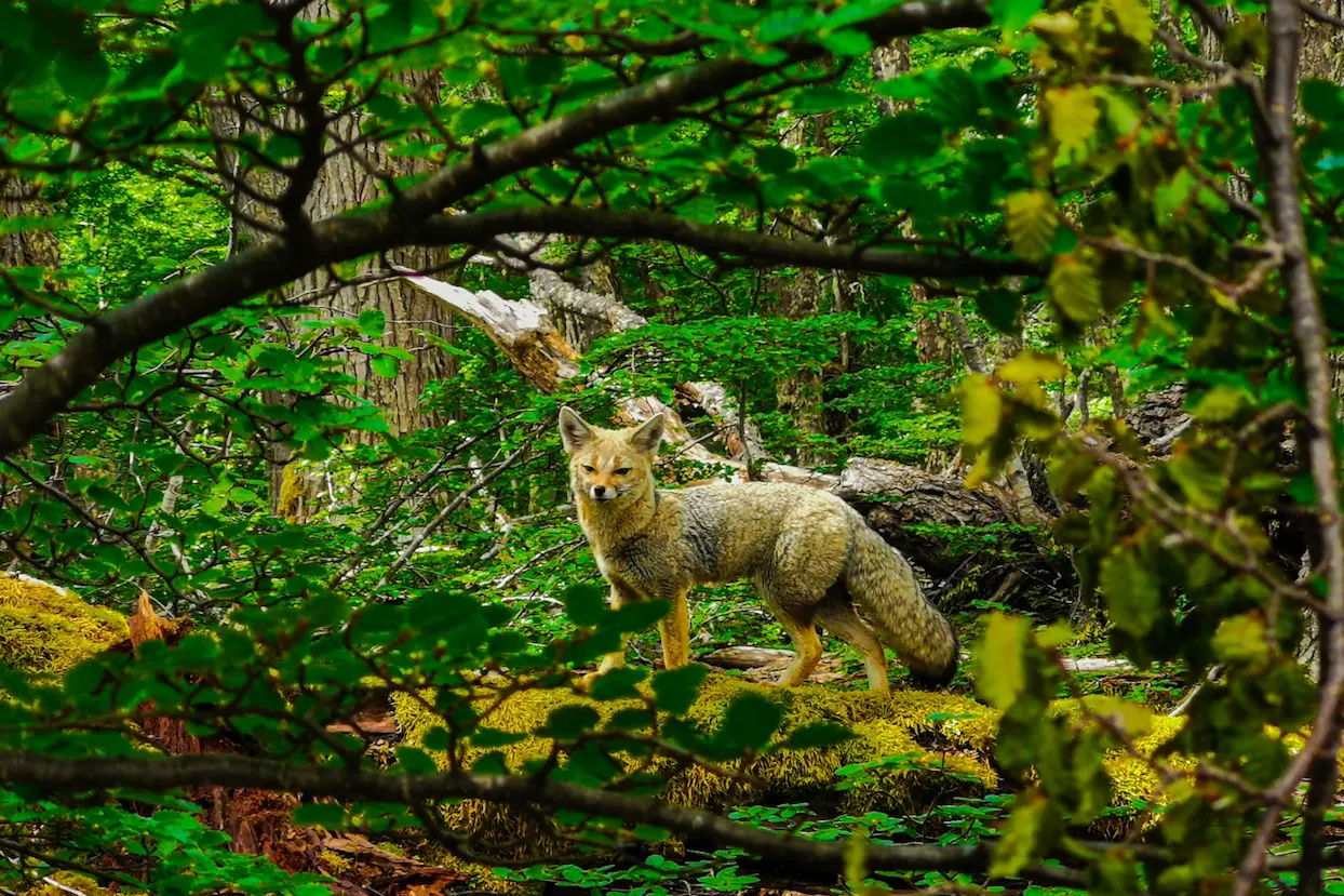 Fauna of Patagonia, Chile