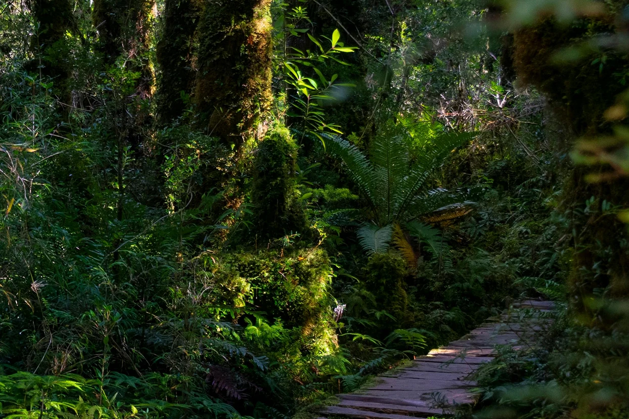 Forest hiking trail inside Pumalín Douglas Tompkins National Park, Chilean Patagonia
