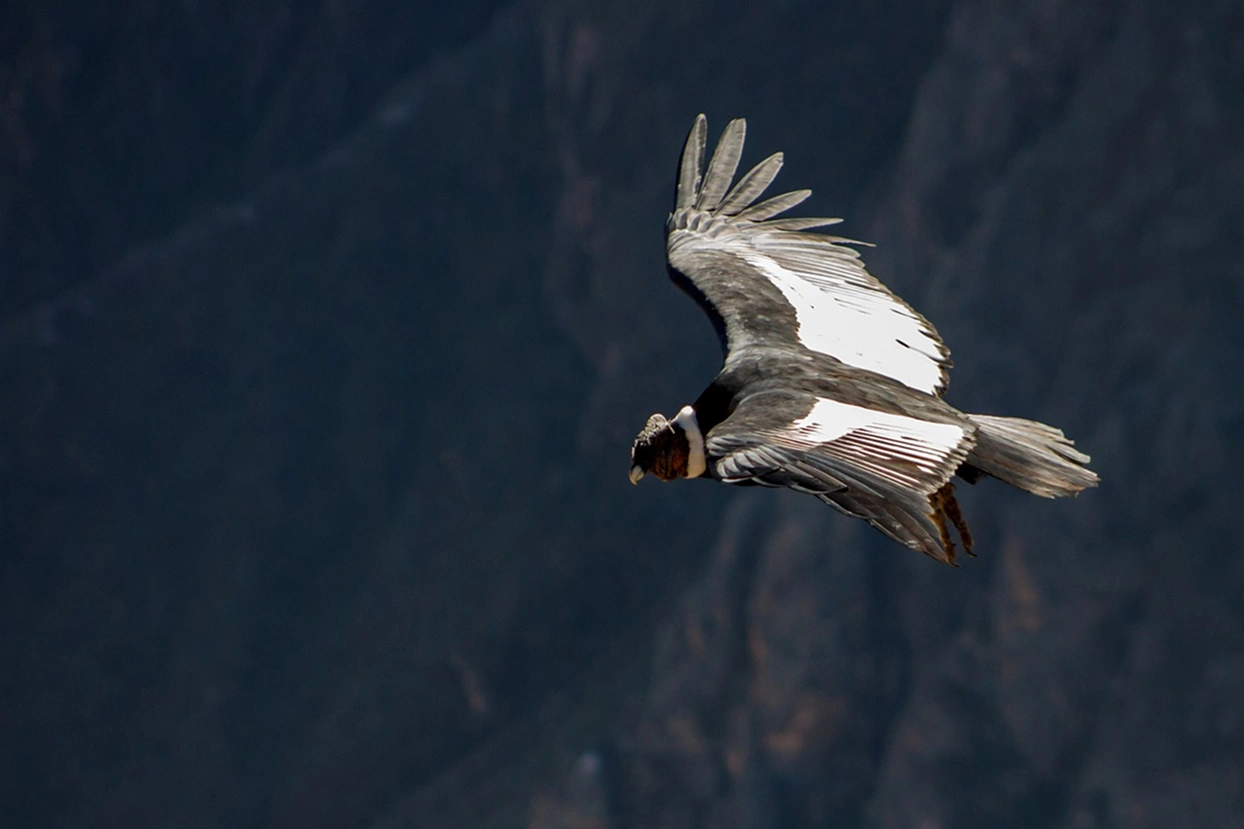 Andean condor soaring over Patagonian landscape, wildlife encounter at Estancia Ñirehuao Chile