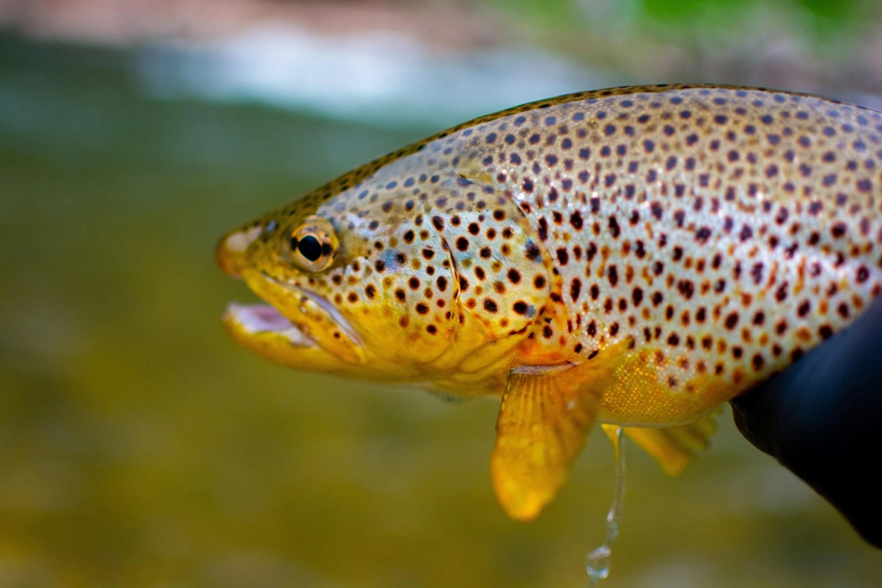World-class brown trout fly-fishing at Estancia Ñirehuao, spring creeks near Coyhaique Patagonia