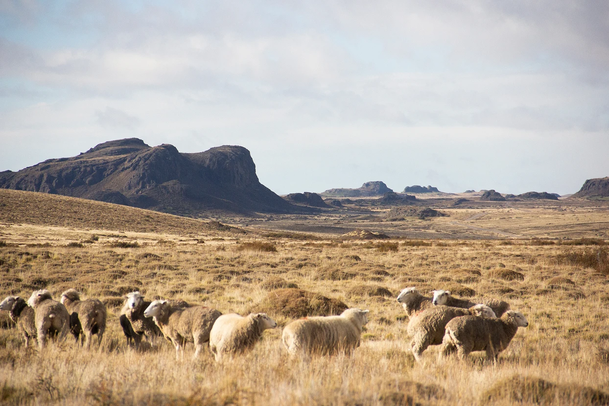 Crystal-clear spring creek at Estancia Ñirehuao, world-class Patagonian fly-fishing paradise
