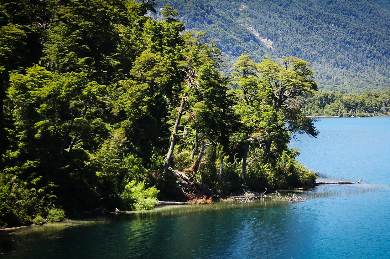 Wild brown trout fly-fishing at Between Forest and Lakes, glacier-fed rivers near Coyhaique Chile