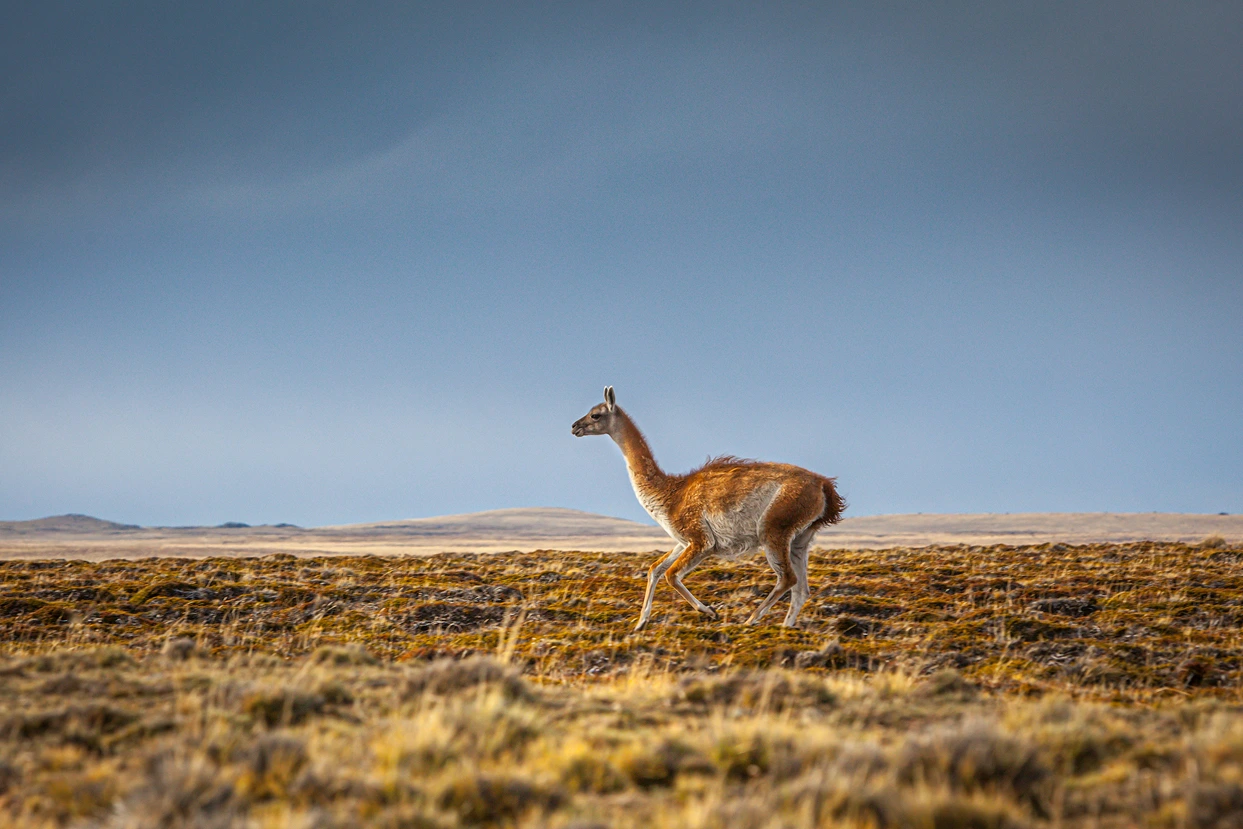 Emperor penguins in natural habitat at Tierra del Fuego, exclusive wildlife encounter in Chile