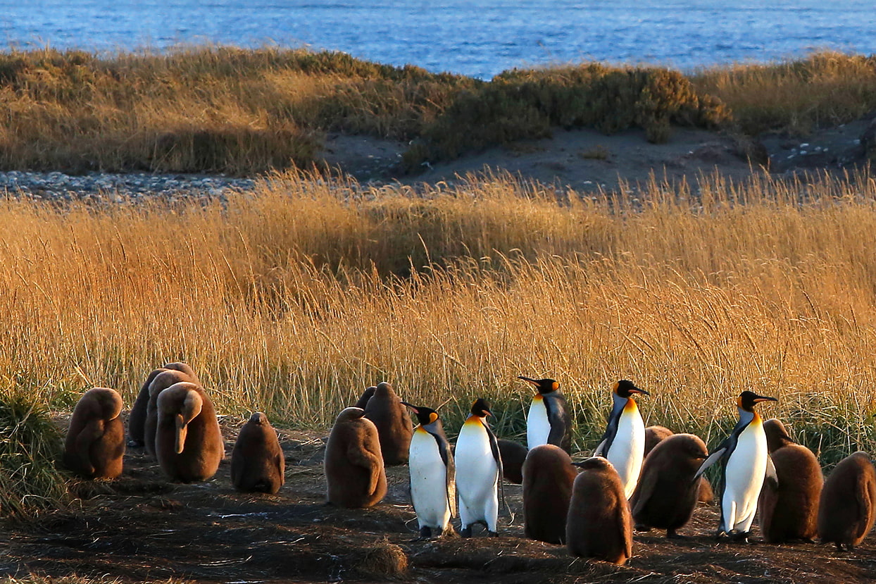 Historic Estancia Caleta Josefina lodge at Tierra del Fuego House, private stay in Chile's far south