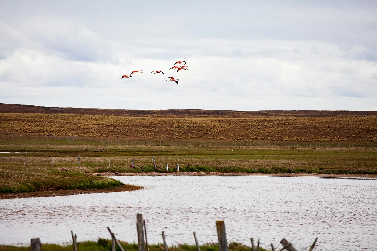 Flamingos in flight over the open steppe of Parque Nacional Patagonia
