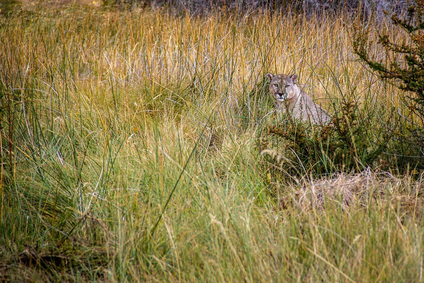Puma in the grasslands of Patagonia National Park, Chile