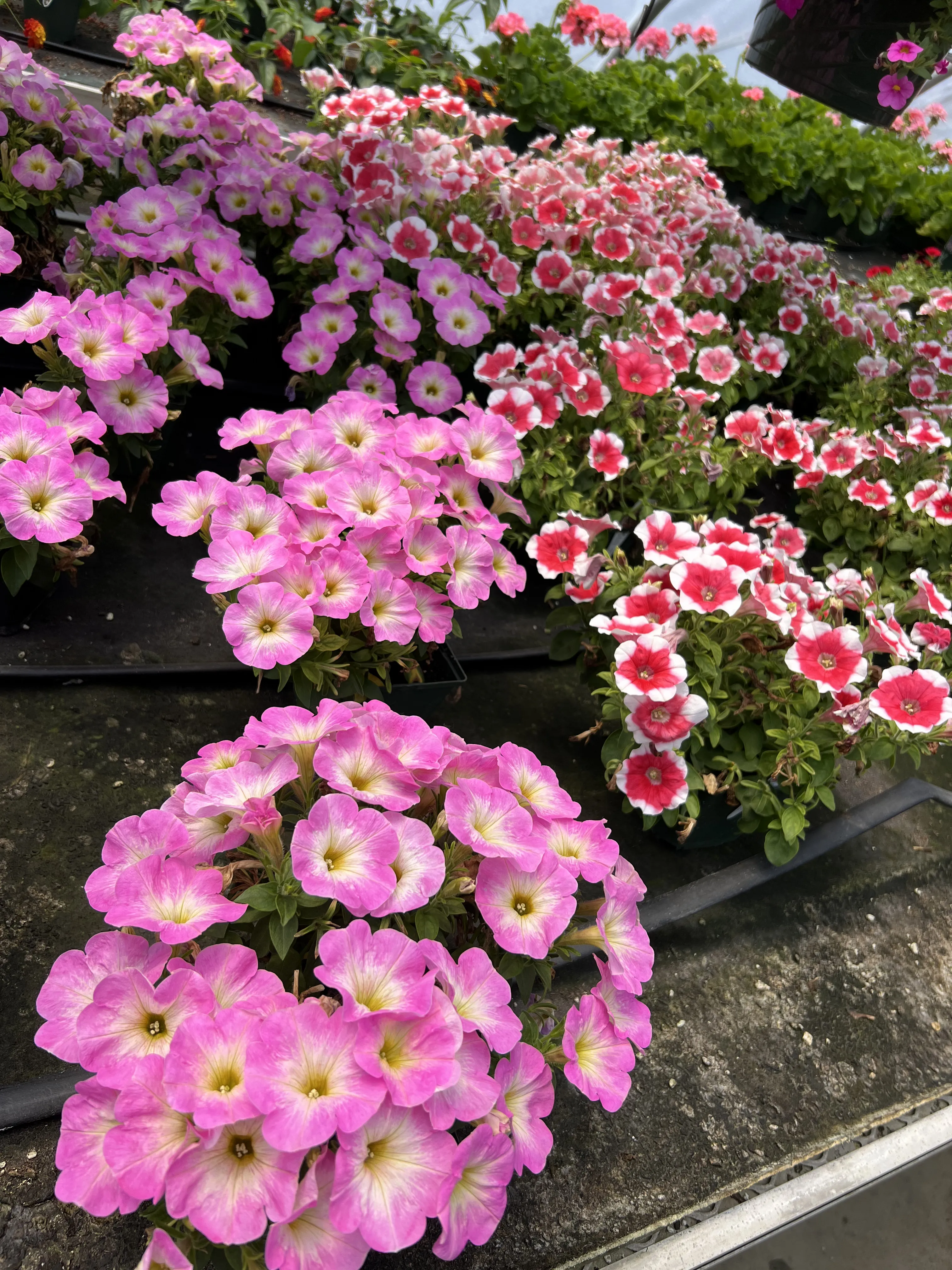 image of a flower bed for a landscaping service