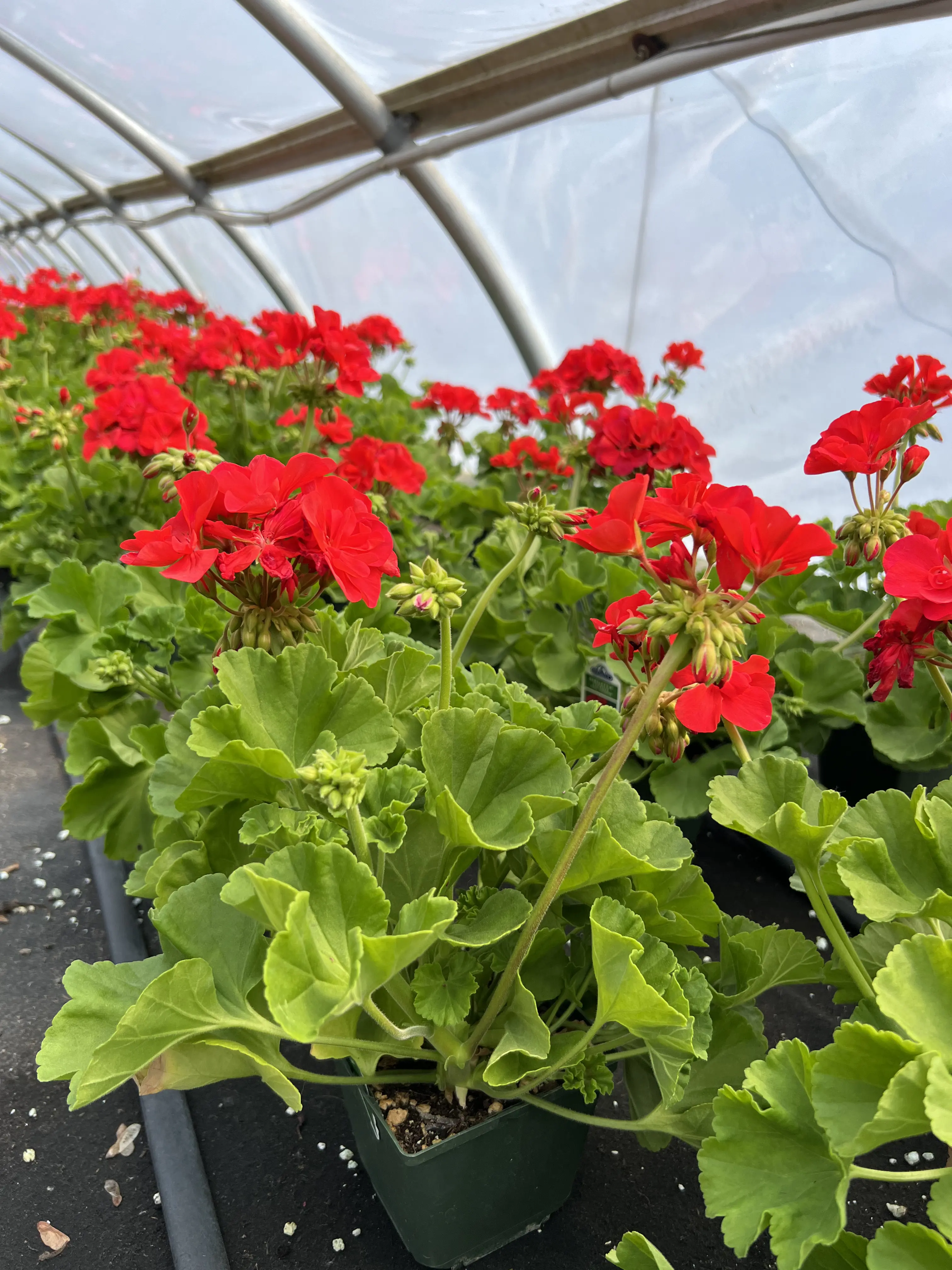 image of a flower bed for a landscaping service