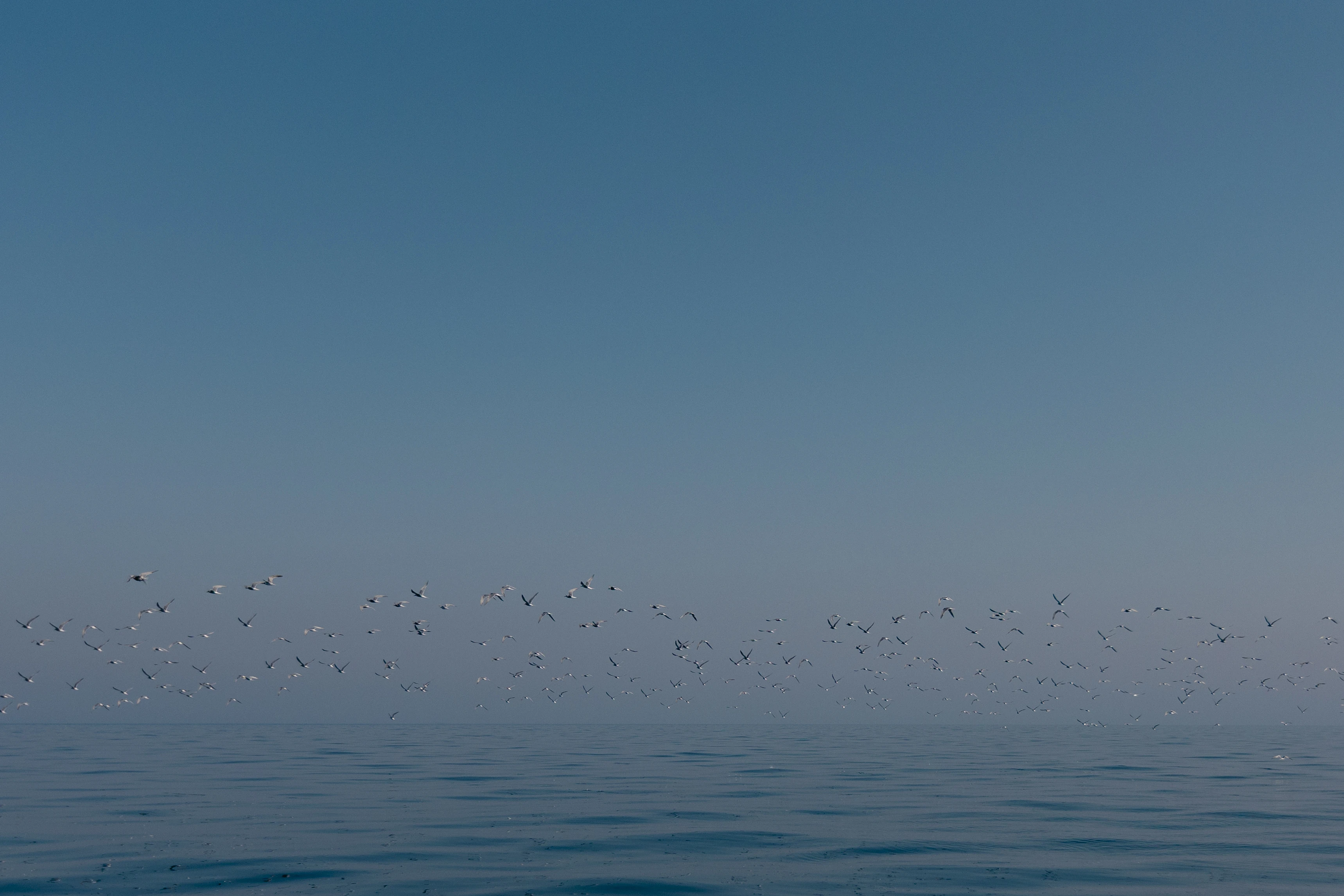 birds flying across the blue sky and water