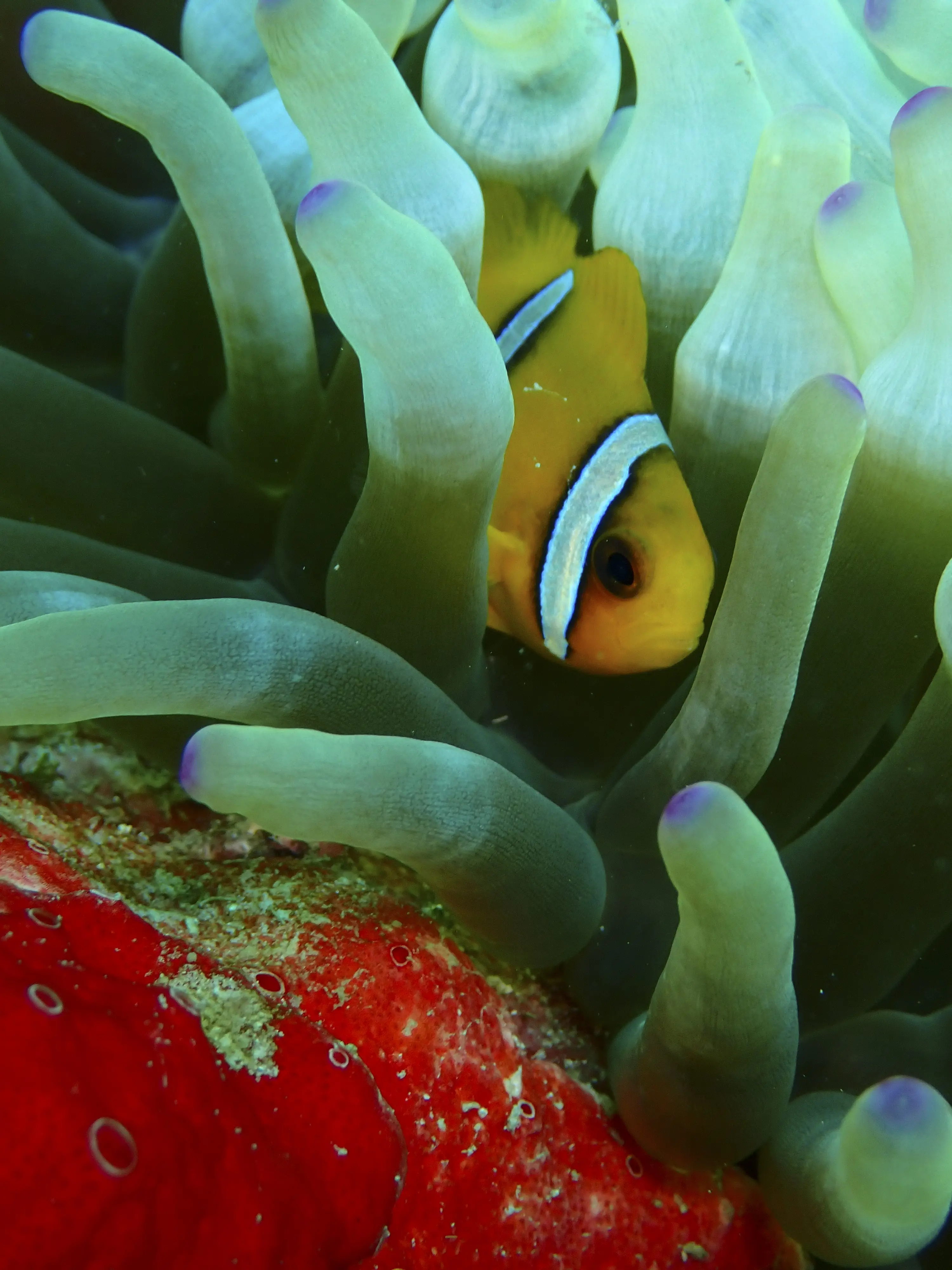 A vibrant yellow Oman anemonefish peeks out from the protective tentacles of its host sea anemone.


