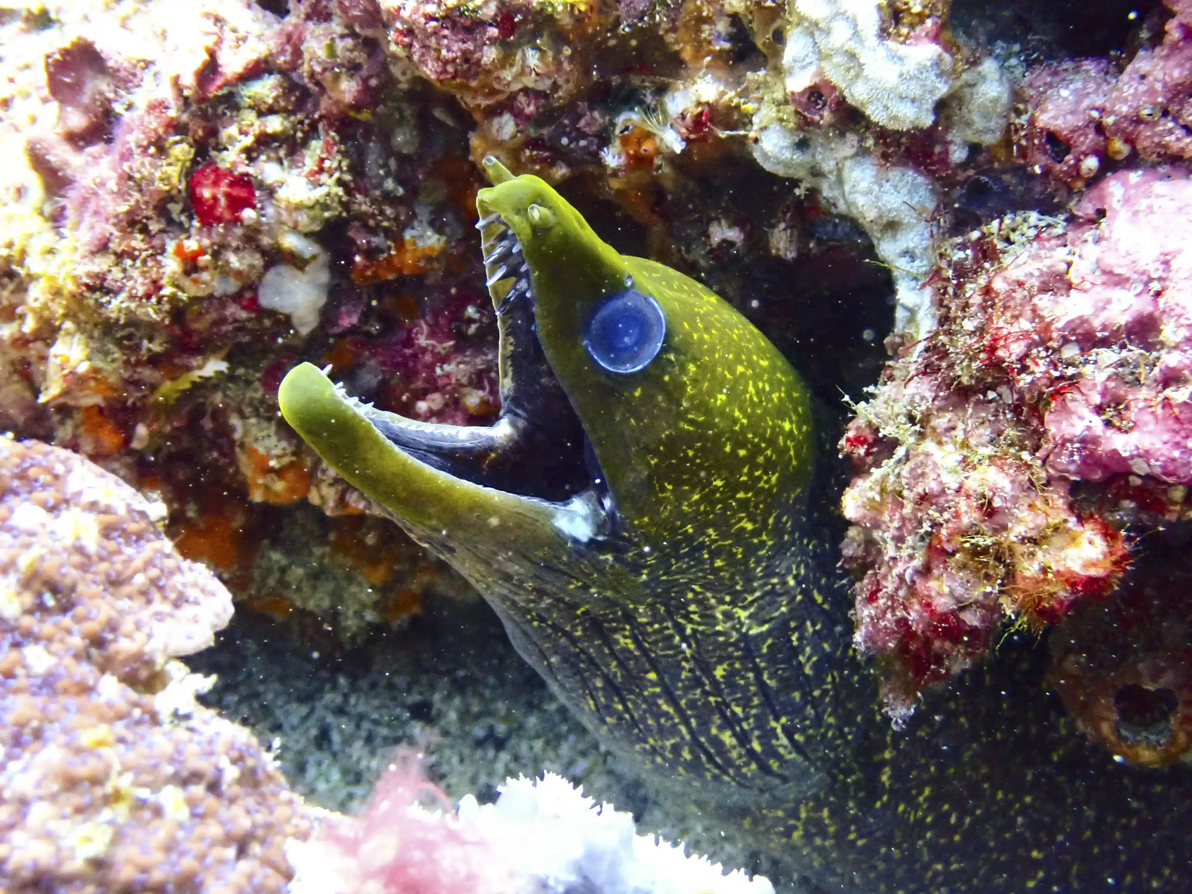 A moray eel with its mouth open emerges from its hiding place within a colorful coral reef.

