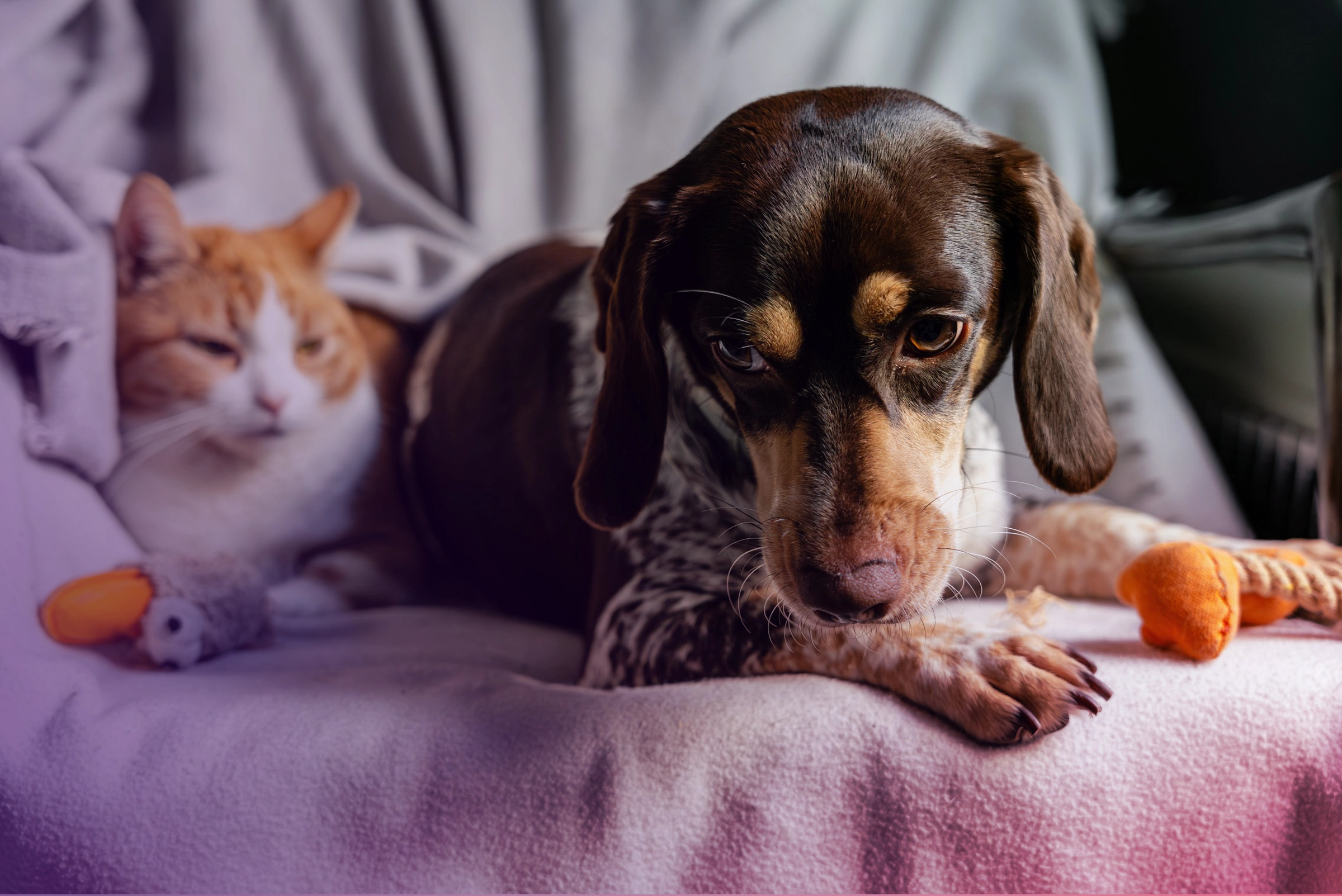 Pet fulfilment services