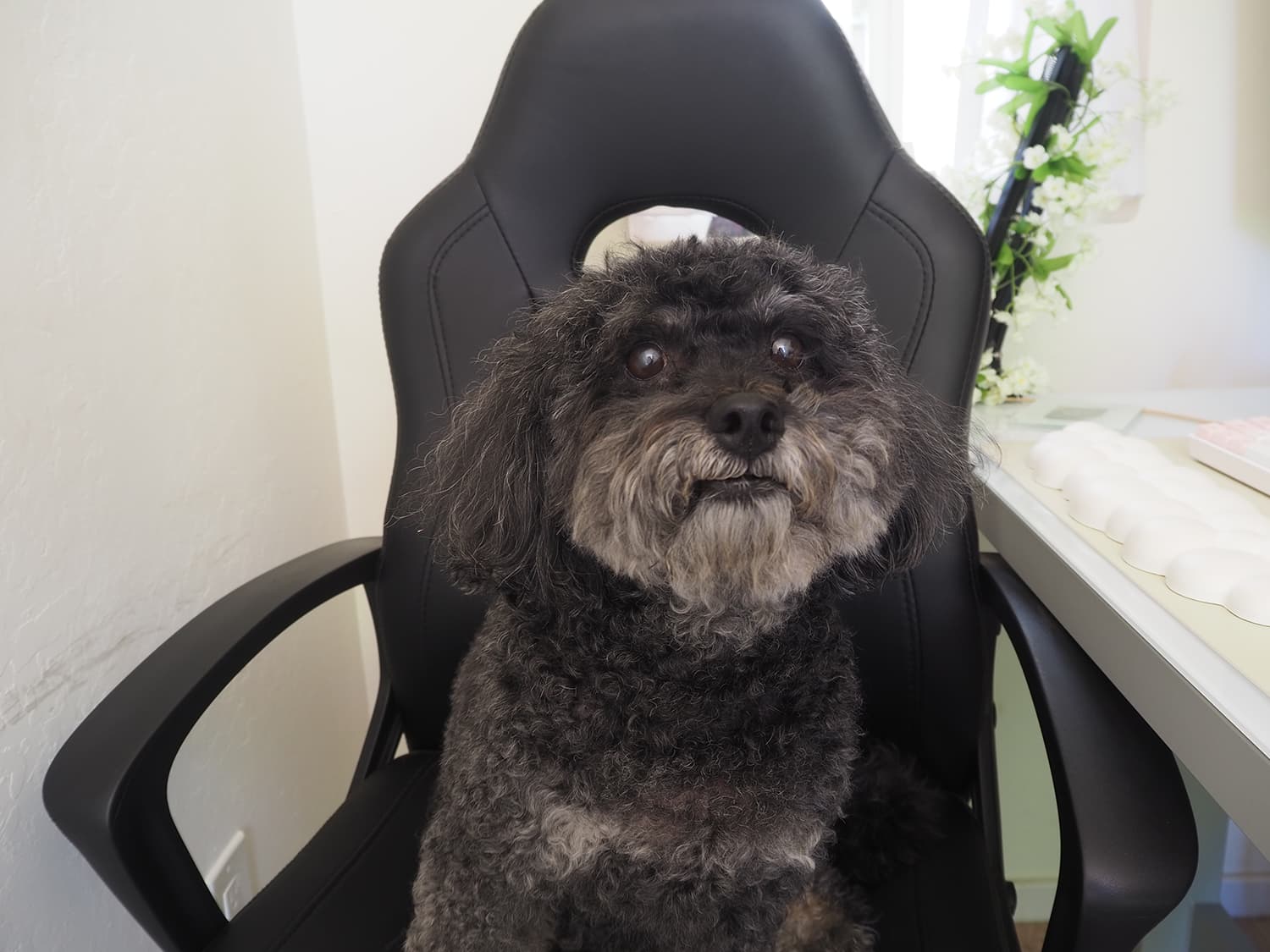 Pablo, a Maltipoo, wearing a pink onesie, sitting on a black desk chair facing the camera