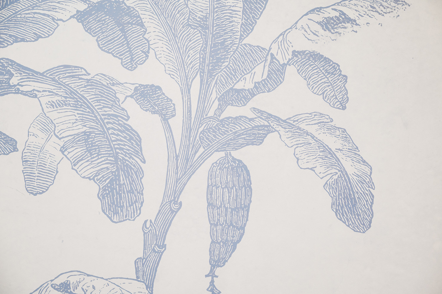 Detailed blue illustration of a banana plant with large leaves and a banana bunch on a light background.