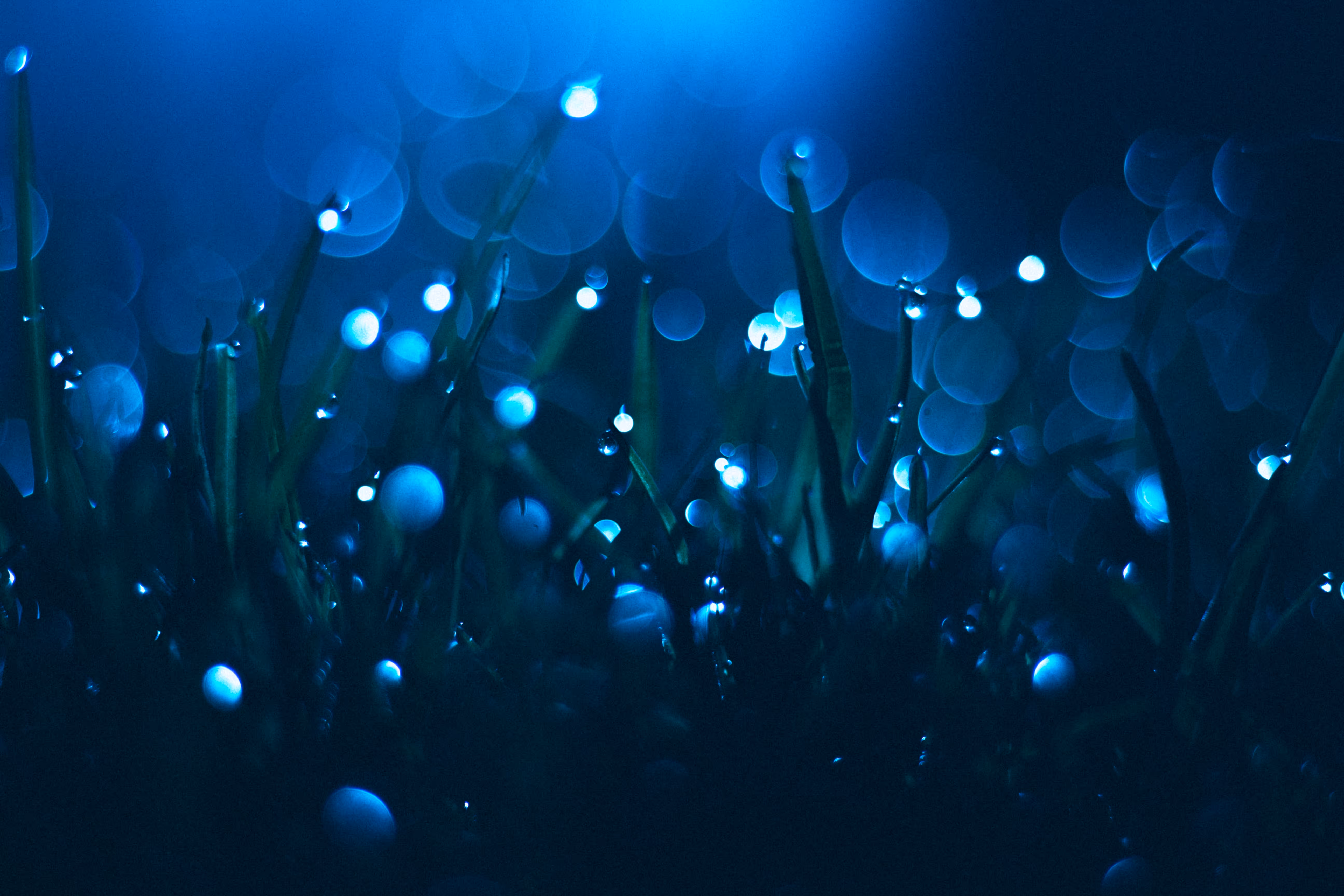 Close up image of dewy blades of grass at night