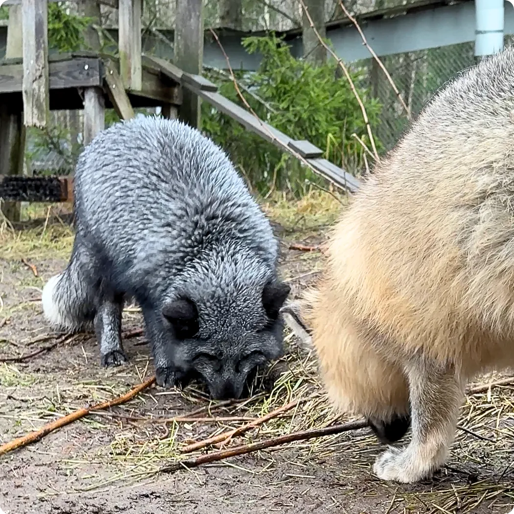 Tuulispään kettujen luona vierailemassa.