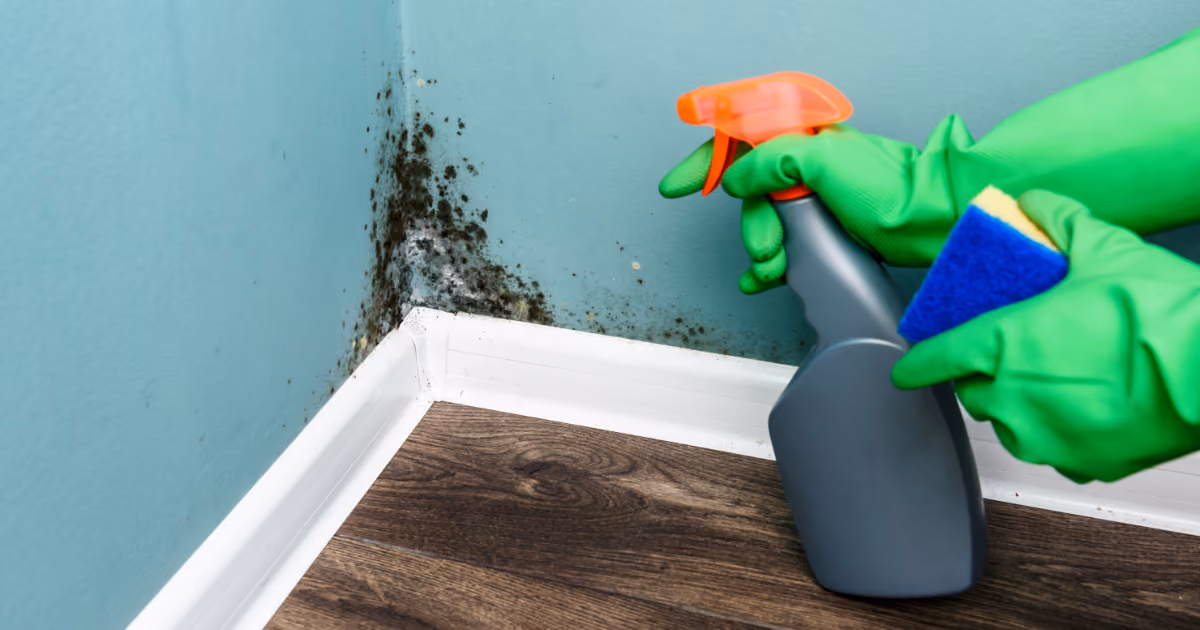 A person wearing gloves spraying mould in the corner of a room