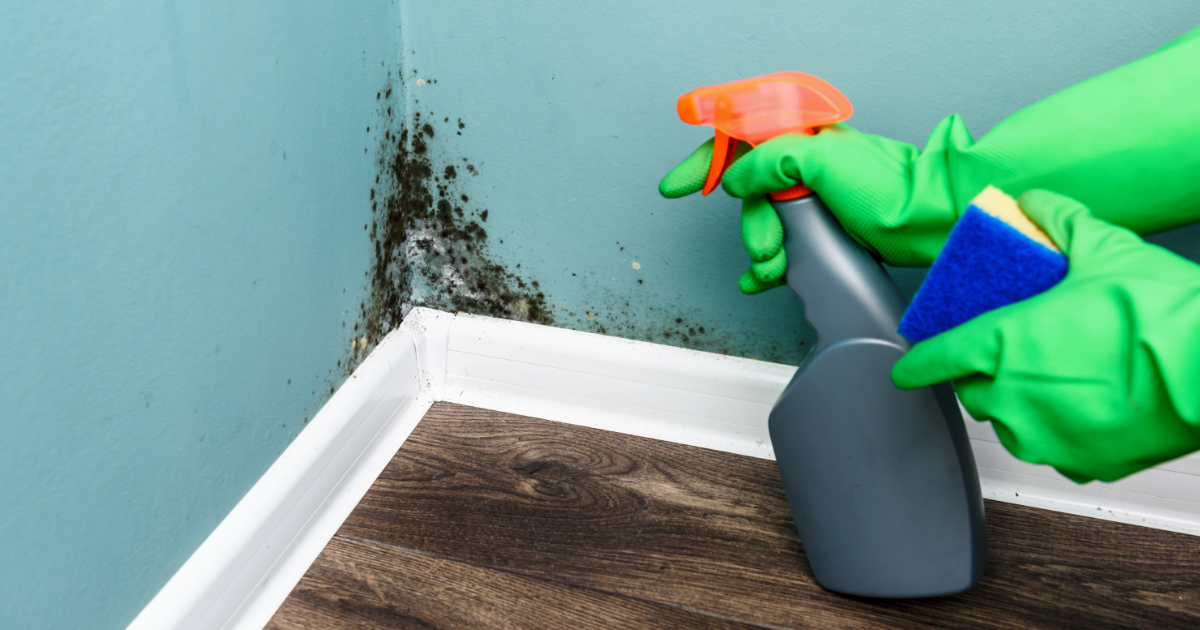 A person wearing gloves spraying mould in the corner of a room